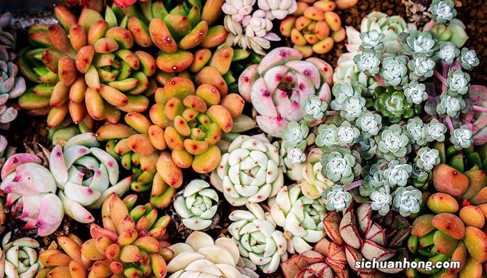 钱多多植物的养殖方法及注意事项 钱多多植物的养殖方法