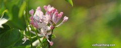 丁香花瓣有几瓣图片 丁香花瓣有几瓣