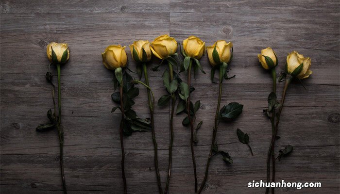 黄玫瑰代表什么意思 黄玫瑰代表什么