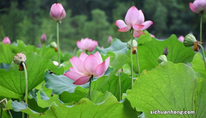 旱金莲夏天会死吗图片 旱金莲夏天会死吗