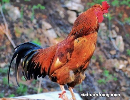 属鸡男和什么属相不合