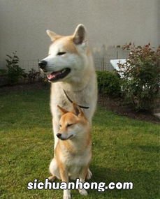 日本柴犬与秋田犬区别