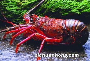 大龙虾做多久能熟
