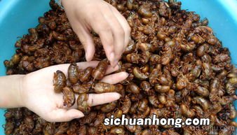 属羊的和属猴的合不合