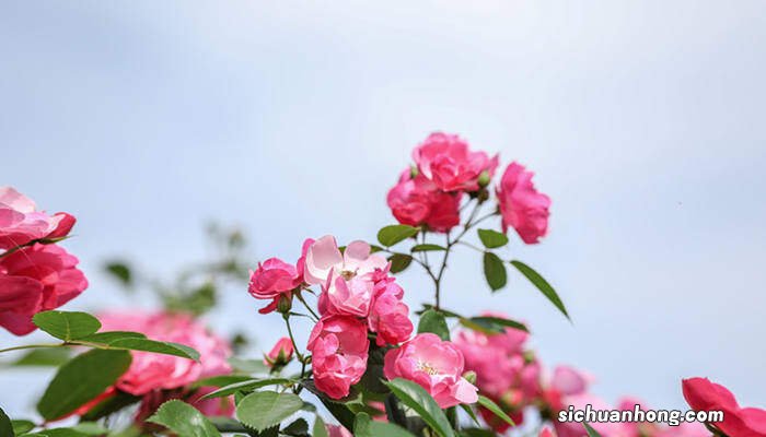 月季花是哪个城市的市花作文 月季花是哪个城市的市花?