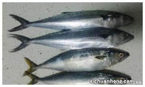 鲅鱼去什么东西