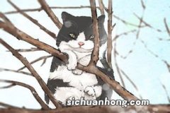 女人梦到被猫咬到手是什么意思