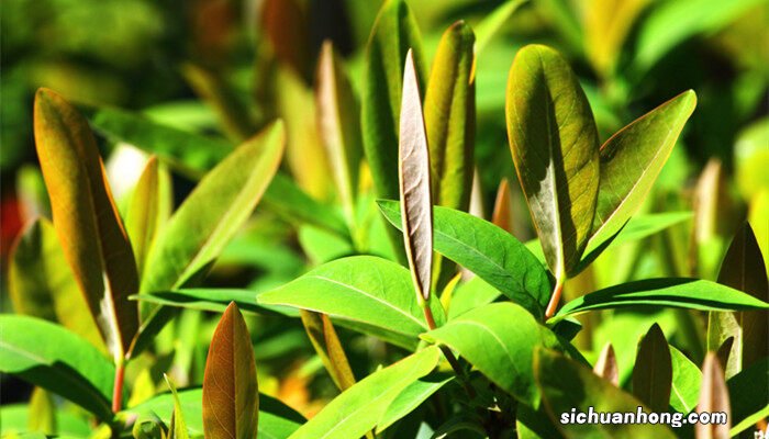 适合夏季嫁接的方法,不容易进水,成活率会高一些 适合夏季嫁接的方法