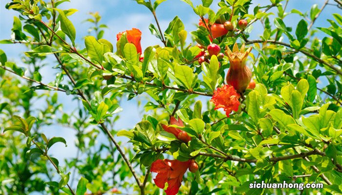 适合夏季嫁接的方法,不容易进水,成活率会高一些 适合夏季嫁接的方法