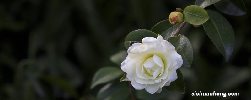 白山茶花语你怎能轻视我的爱情 白山茶花语