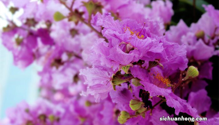 紫薇花花语和寓意 紫薇花花语