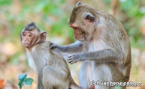 属猴今年什么颜色旺财