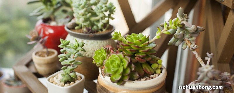 多肉植物种类以及名字 多肉植物种类