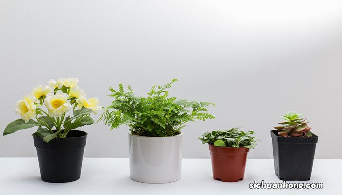 多肉植物种类以及名字 多肉植物种类