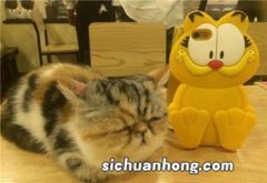 小香猪适合小孩养吗