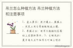 吊兰怎么种植方法 吊兰种植方法和注意事项