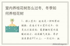 室内养桂花树怎么过冬，冬季如何养桂花树