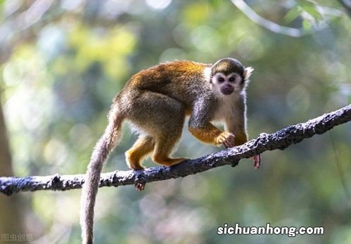 属猴和什么配合适呢