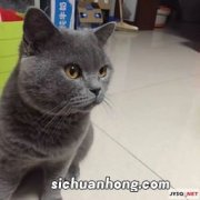 蓝猫配种和什么猫配