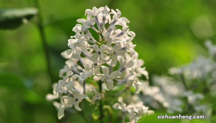 仙丹花一年开几次花 仙丹花一年开几次