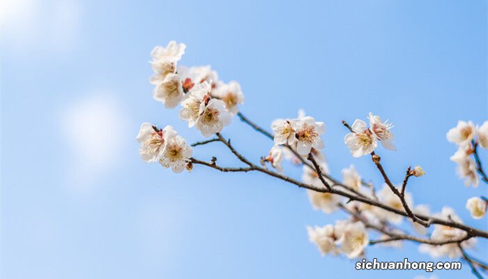 梅花的资料和特点 梅花的资料