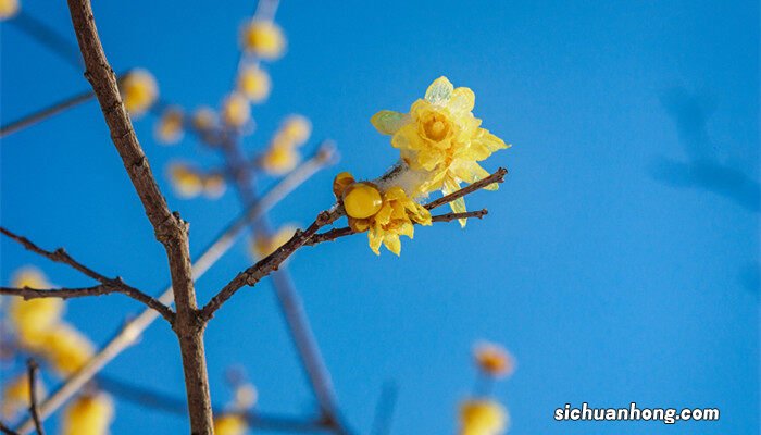 梅花的资料和特点 梅花的资料