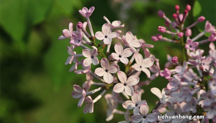 四季丁香花的养殖方法和注意事项 丁香花的养殖方法和注意事项