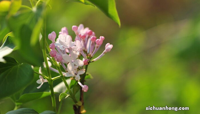 四季丁香花的养殖方法和注意事项 丁香花的养殖方法和注意事项