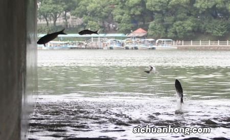 葵水在古代是什么意思