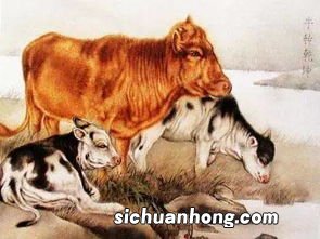 生肖属牛的今年多少岁