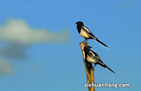 什么鸟亲人不会飞走