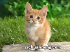 猫咪和人睡有影响吗