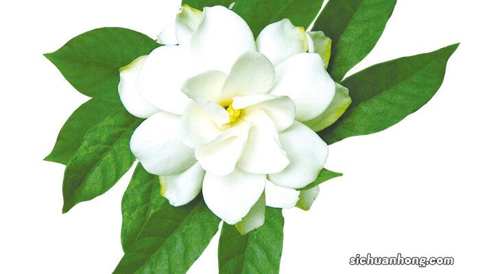 大栀子花的养殖方法视频 大栀子花的养殖方法