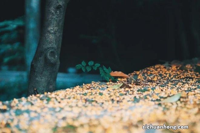 杭州灵隐寺旁的千年古村法云，还原18世纪中国古村落的返璞归真