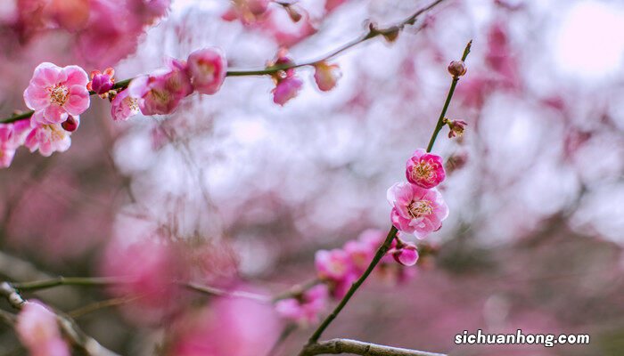 春天有什么花开放 春天有什么花开