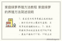 家庭绿萝养殖方法教程 家庭绿萝的养殖方法简述说明