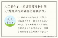 人工孵化的小龙虾需要多长时间 小龙虾从抱卵到孵化需要多久？