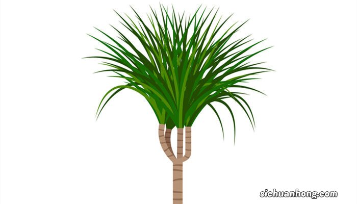 龙血树怎么养护和注意哪些事情 龙血树怎么养