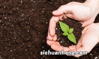 椰砖土养花需要配普通土吗 椰砖土怎么使用