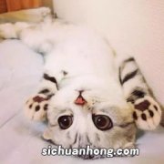 猫都吃什么东西