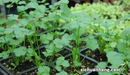 香菜长多久能吃吗