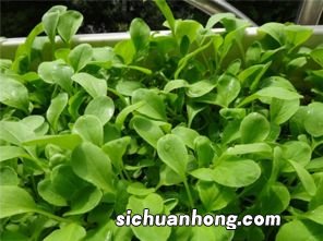 香菜长多久能吃吗