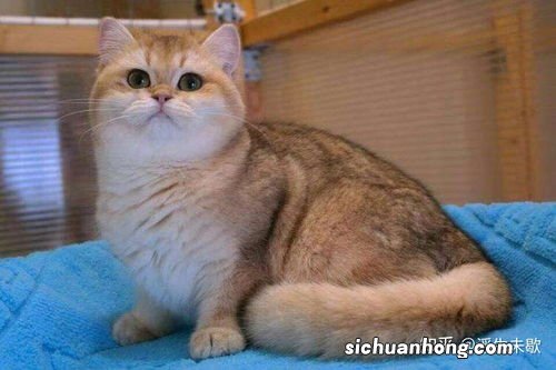 金渐层猫是什么品种