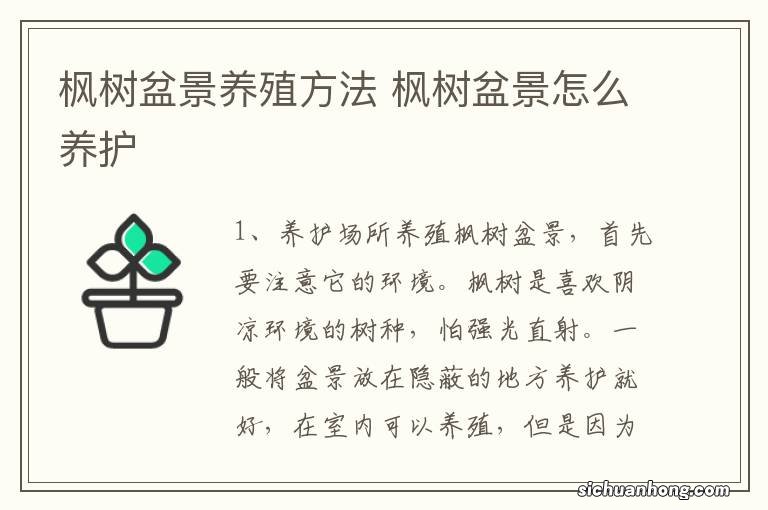 枫树盆景养殖方法 枫树盆景怎么养护