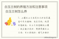 白玉兰树的养殖方法和注意事项 白玉兰树怎么养