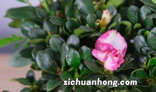 杜鹃干枝怎么养 杜鹃干枝养殖方法