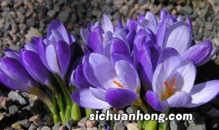 番红花的养殖方法和注意事项 番红花怎么养