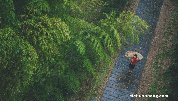 竹子开花有兆头怎么破解 竹子为什么会开花