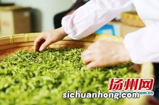 茶叶摘下来要怎么才能制作好茶叶