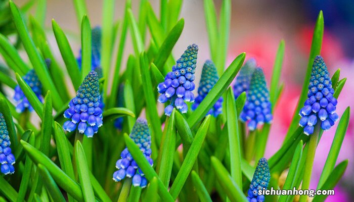 风信子花香有毒吗 适合在室内养吗 风信子花香有毒吗